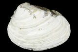 Fossil Clam with Fluorescent Calcite Crystals - Ruck's Pit, FL #177736-2